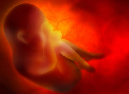 Demuestran que el útero mueve a los embriones para que se implanten correctamente